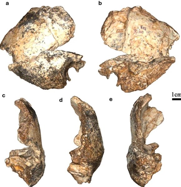 череп Homo erectus Прямі предки людини з’явилися на 200 000 раніше: дивом вижили у боротьбі з іншим видом